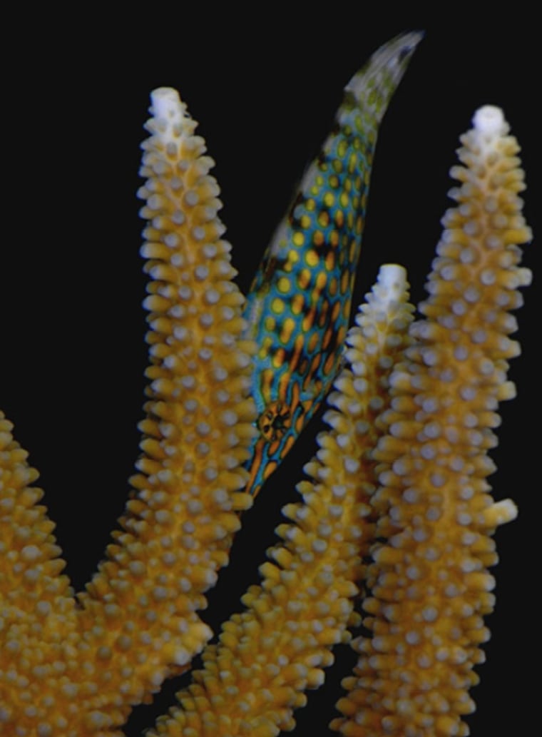 Image: Harlequin filefish